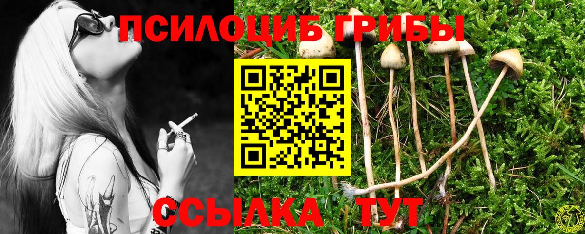 Будённовск  сколько стоит  Вход с VPN  Псилоцибиновые грибы Magic Shrooms 